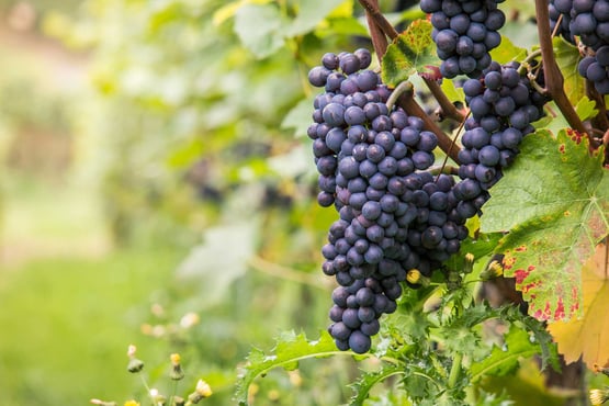Pernod Ricard Winemaker’s – E-paper labels revolutionize production planning